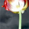 Stormflower