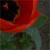 rby tulip