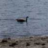 crane & Geese
