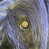 Spirit