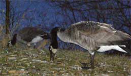 geese